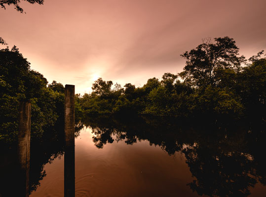 Marsh Garden